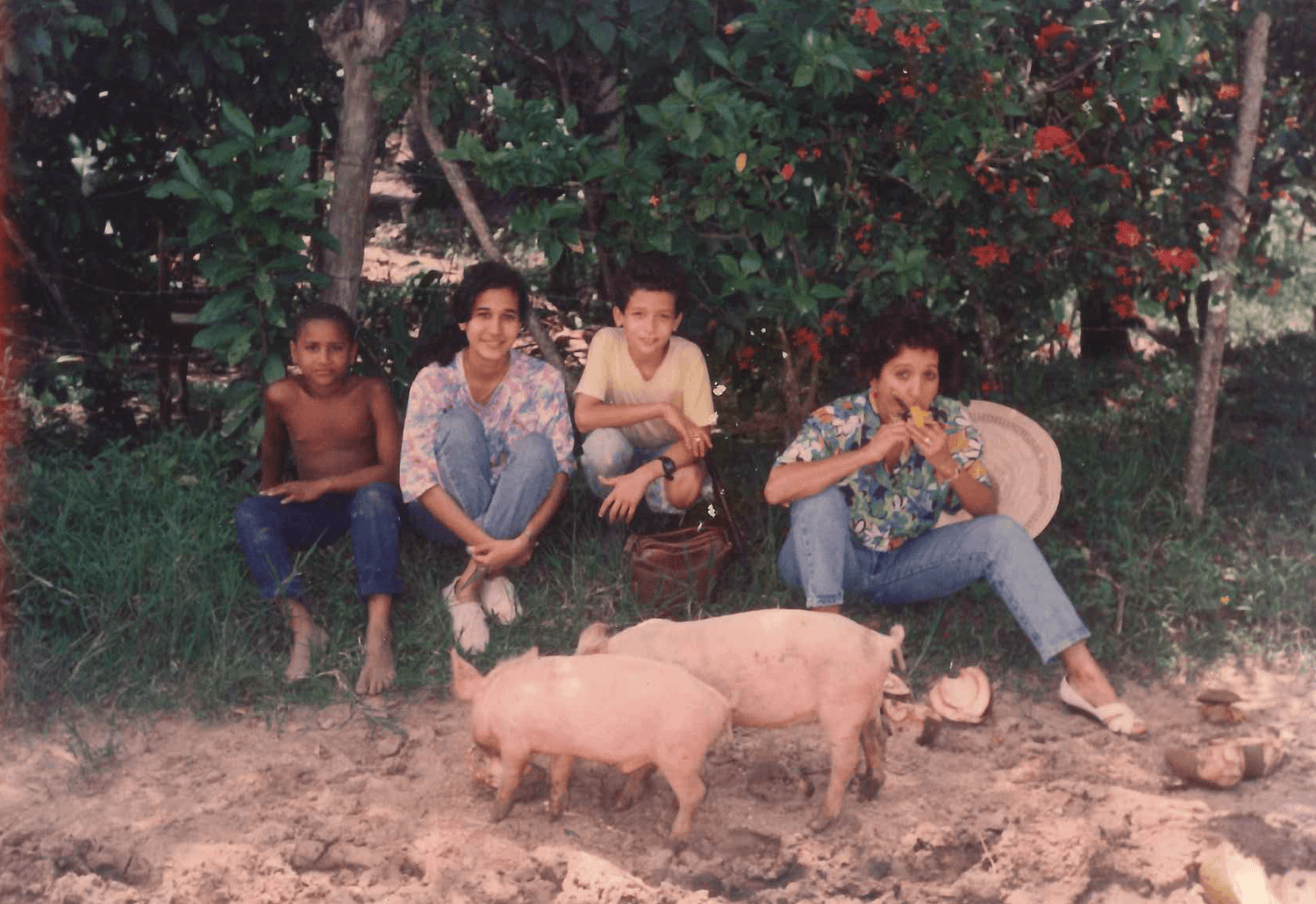 a family eating mango in front of piglets
