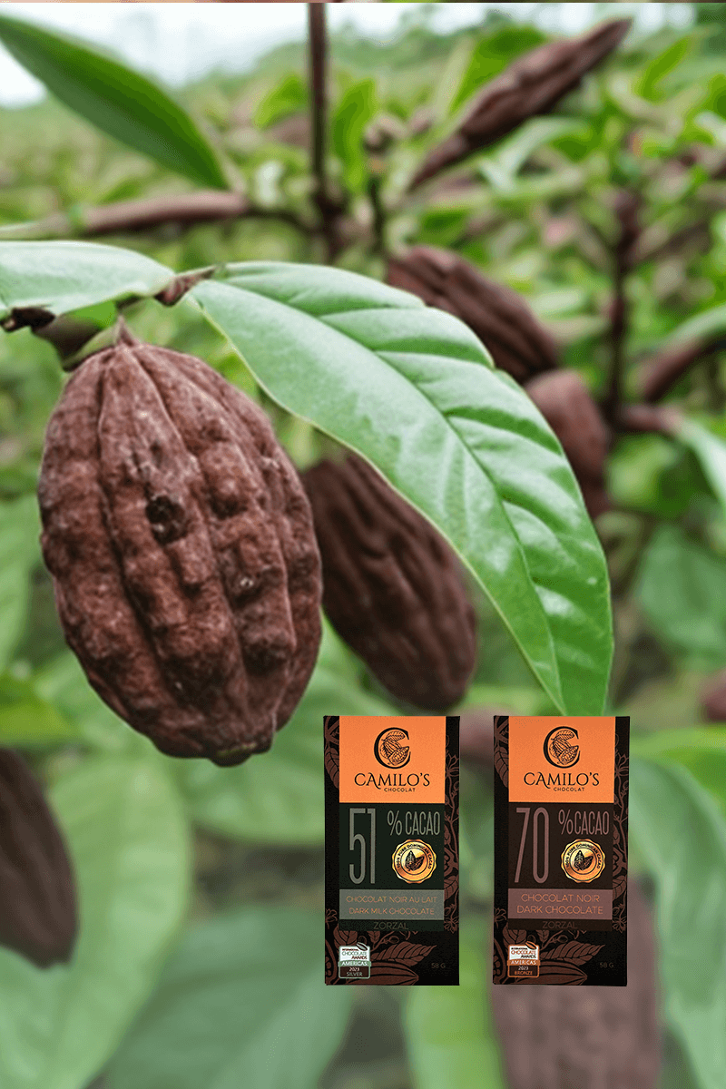 cacao tree and two chocolate bars