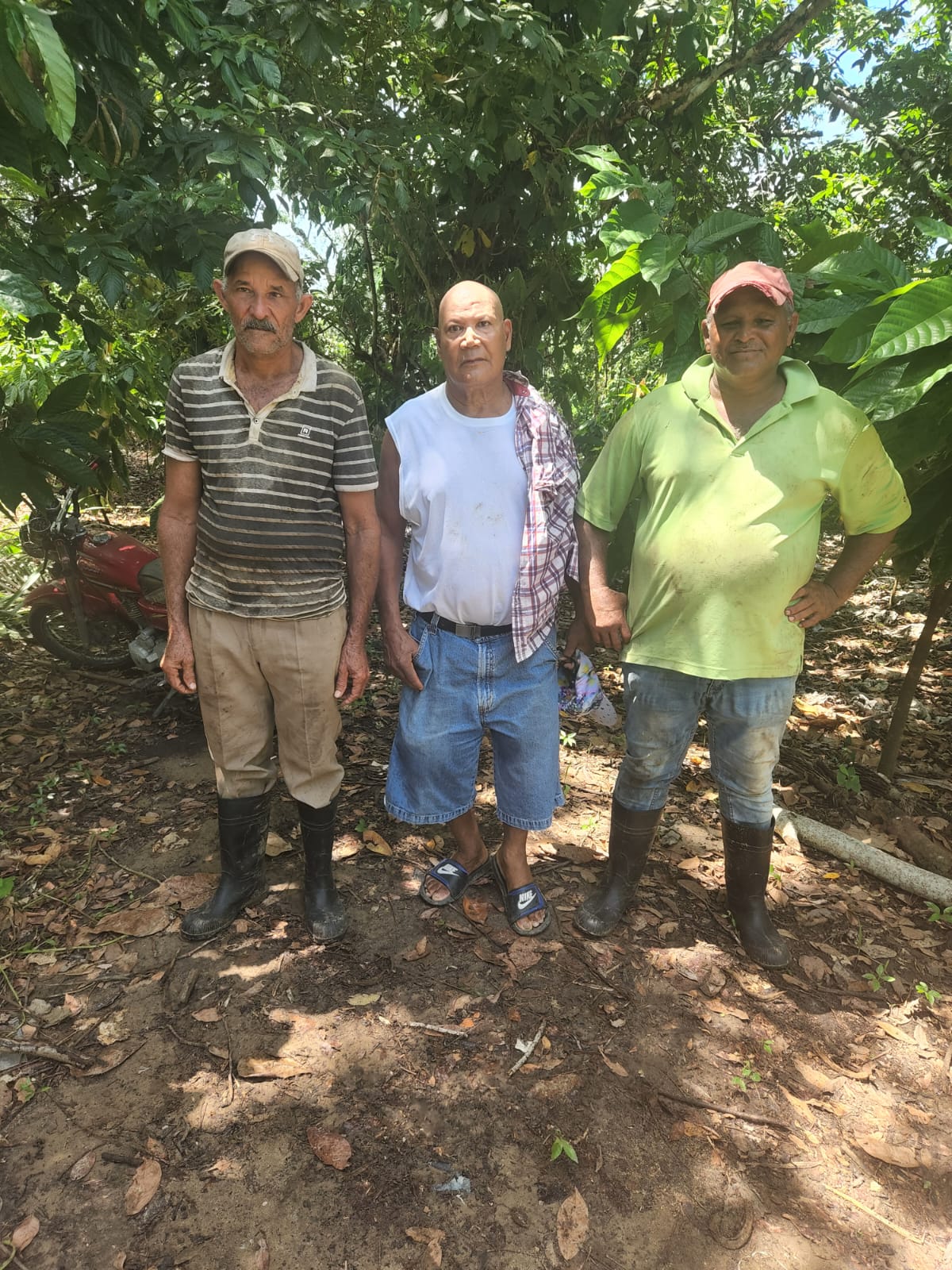 three cacao farmers in a cacao plantation